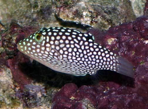 Canthigaster jactator Canthigaster jactator Hawaiian whitespotted toby Fishes of Kaloko