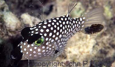 Canthigaster jactator Fish of the Month Hawaiian Whitespotted Toby Canthigaster jactator
