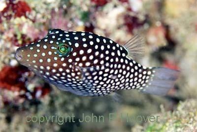 Canthigaster jactator Fish of the Month Hawaiian Whitespotted Toby Canthigaster jactator