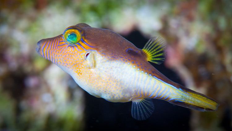 Canthigaster rostrata Sharpnose Pufferfish Canthigaster Rostrata This tiny fis Flickr