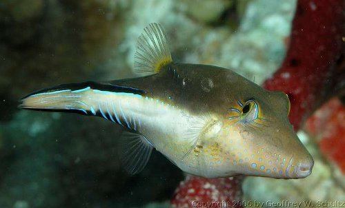 Canthigaster rostrata Canthigaster rostrata Caribbean sharpnosepuffer