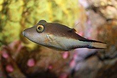 Canthigaster rostrata httpsuploadwikimediaorgwikipediacommonsthu