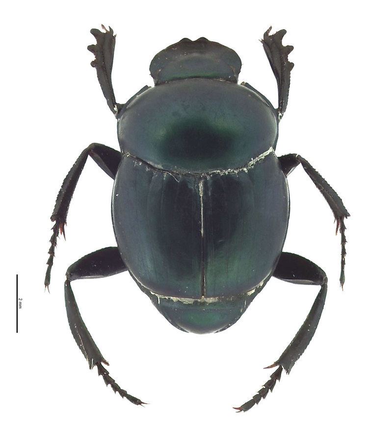 Canthon Canthon indigaceus Hawaiian Scarab ID