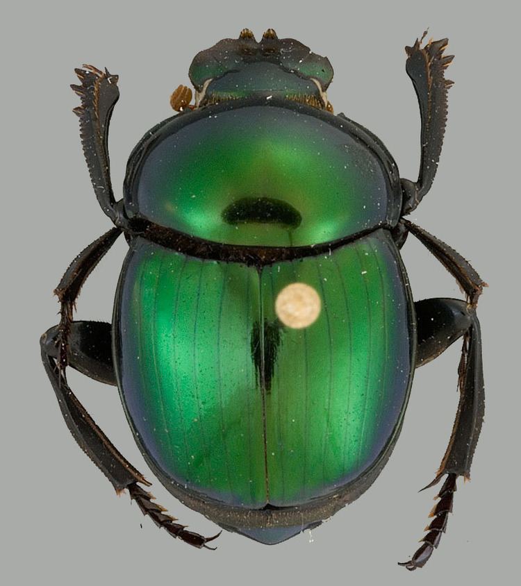 Canthon Scarabaeinae Scarabaeinae dung beetles