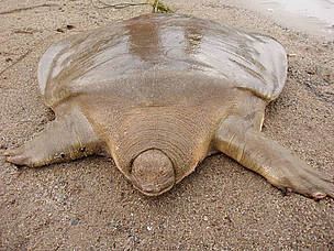 Cantor's giant softshell turtle Cantor39s Giant Softshell Turtle Pelochelys cantorii