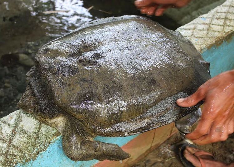 Cantor's giant softshell turtle Cantor39s giant softshell turtle Asian giant softshell turtle