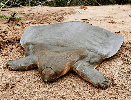 Cantor's giant softshell turtle Cantors Giant Softshell Turtle l Reclusive Reptile Our Breathing