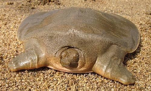 Cantor's giant softshell turtle Cantor39s Giant Softshell Turtle Mud Lurker Animal Pictures and