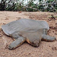 Cantor's giant softshell turtle Cantor39s giant softshell turtle Wikipedia