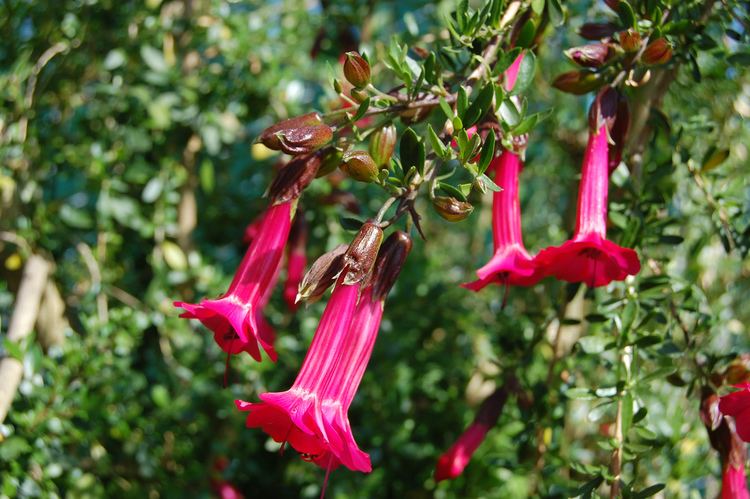Cantua Cantua buxifolia Inca Bells Magic Flower Sacred Flower of the