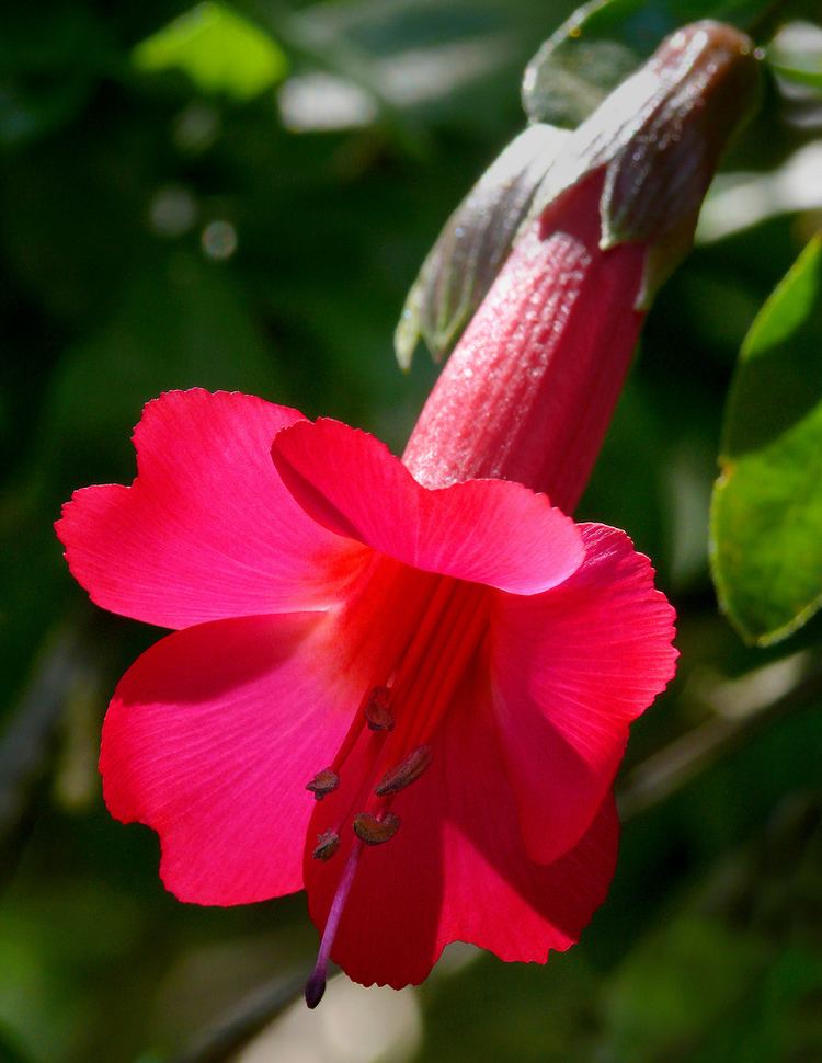 Cantua buxifolia Cantua buxifolia Inca Bells Magic Flower Sacred Flower of the