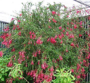 Cantua buxifolia Cantua buxifolia Inca Bells Magic Flower Sacred Flower of the