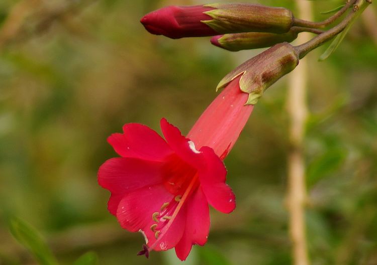 Cantua buxifolia Photos of Colombia Flowers Cantua buxifolia