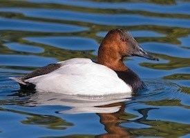 Canvasback Canvasback Identification All About Birds Cornell Lab of Ornithology