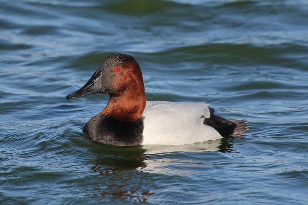 Canvasback Canvasbacks Canvasback Pictures Canvasback Facts National