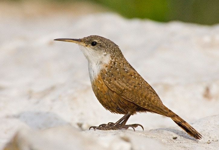 Canyon wren Canyon Wren Catherpes mexicanus