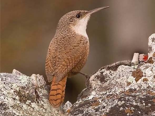 Canyon wren Canyon Wren Catherpes mexicanus Planet of Birds