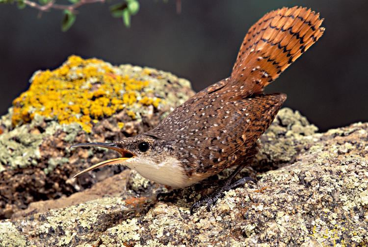 Canyon wren Canyon Wren Audubon Field Guide