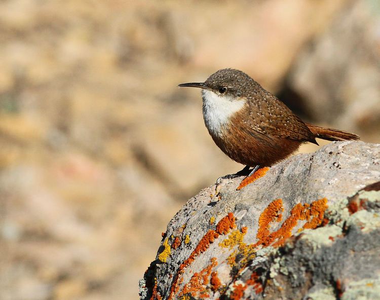 Canyon wren A Canyon Wren Mystery Earbirding