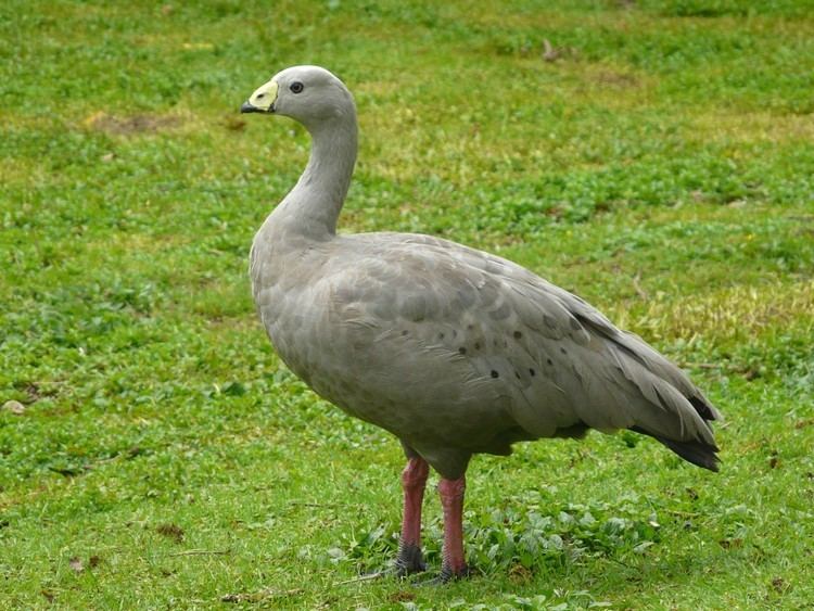 Cape Barren goose Cape Barren goose New Zealand Birds Online