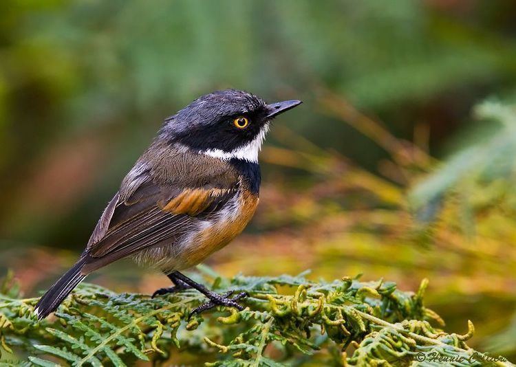 Cape batis Cape Batis