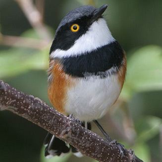 Cape batis 6181capebatis1327wjpg