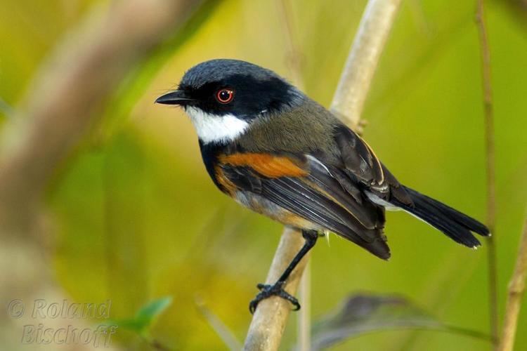 Cape batis Cape Batis Batis capensis videos photos and sound recordings