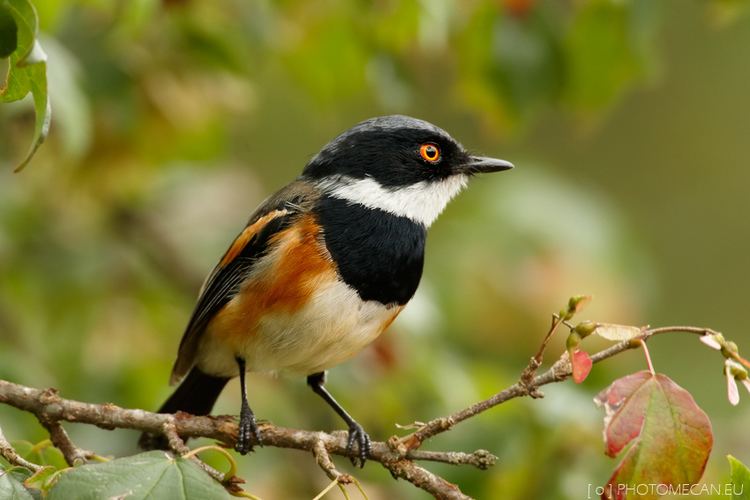 Cape batis Image Batis capensis Cape Batis BioLibcz