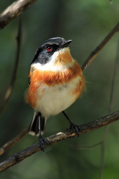 Cape batis Cape Batis Bird amp Wildlife Photography by Richard and Eileen Flack