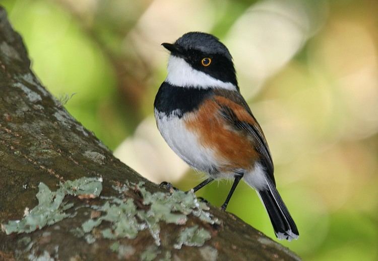 Cape batis Cape Batis Filmed by Greg Morgan YouTube