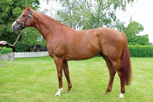 Cape Blanco (horse) CAPE BLANCO off to a Flying Start at Stud in Northern Hemisphere