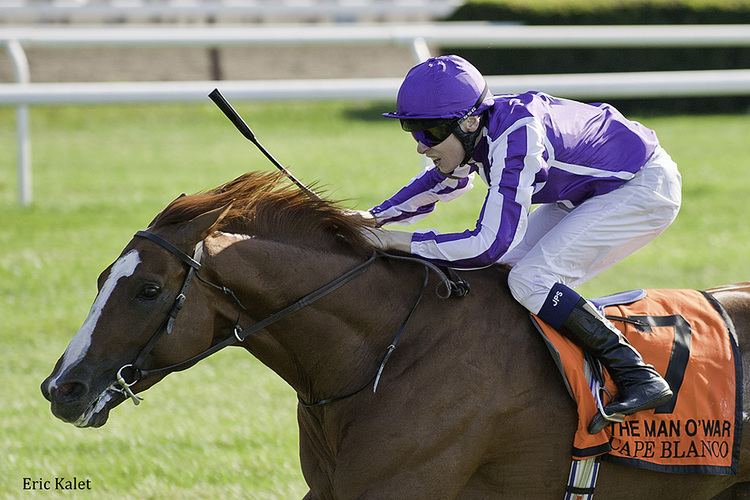Cape Blanco (horse) Champion Cape Blanco to Stand in Japan in 2015 Horse Racing News