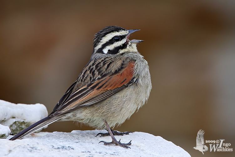 Cape bunting Bunting