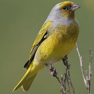 Cape canary wwwbiodiversityexplorerorgbirdsfringillidaeim