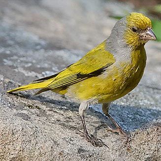 Cape canary Serinus canicollis Cape canary