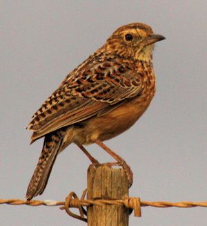 Cape clapper lark Western Cape Birding