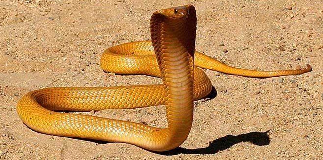Cape cobra Naja nivea Cape cobra Yellow cobra