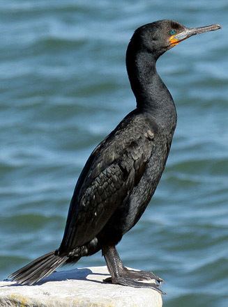 Cape cormorant Phalacrocorax capensis Cape cormorant