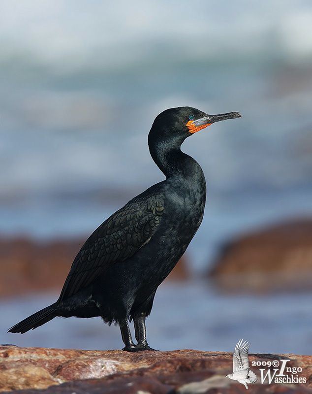 Cape cormorant Whitebreasted Bank and Cape Cormorant