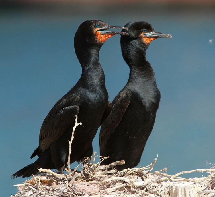 Cape cormorant Pinterest The world39s catalog of ideas