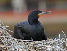 Cape cormorant httpsuploadwikimediaorgwikipediacommonsthu