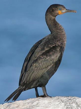 Cape cormorant 3665cape327wjpg