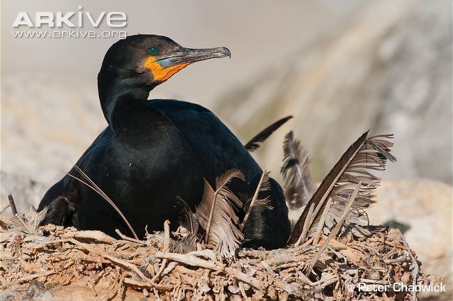 Cape cormorant Cape cormorant videos photos and facts Phalacrocorax capensis