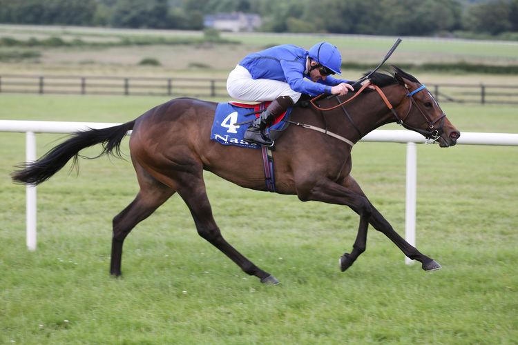 Cape Cross (horse) Cape Cross Filly Strikes On Debut At Naas TDN Thoroughbred Daily