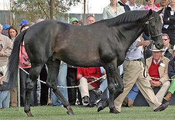 Cape Cross (horse) Cape Cross Colt Wins Irish 2000 Guineas Breednet