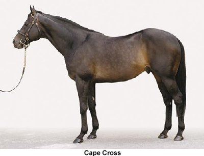 Cape Cross (horse) wwwvirtualformguidecomphotosstallionscapecros