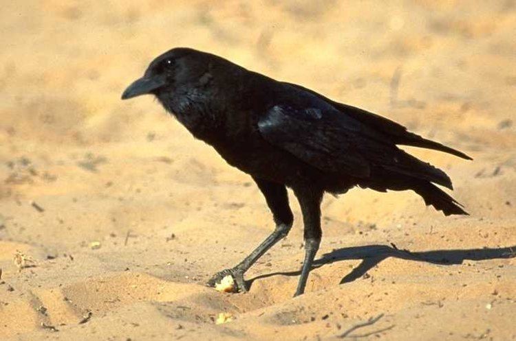 Cape crow Mangoverde World Bird Guide Photo Page Cape Crow Corvus capensis