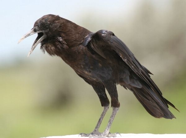 Cape crow Cape crow Wikipedia