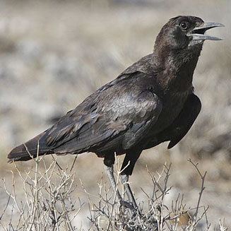 Cape crow wwwbiodiversityexplorerorgbirdscorvidaeimages