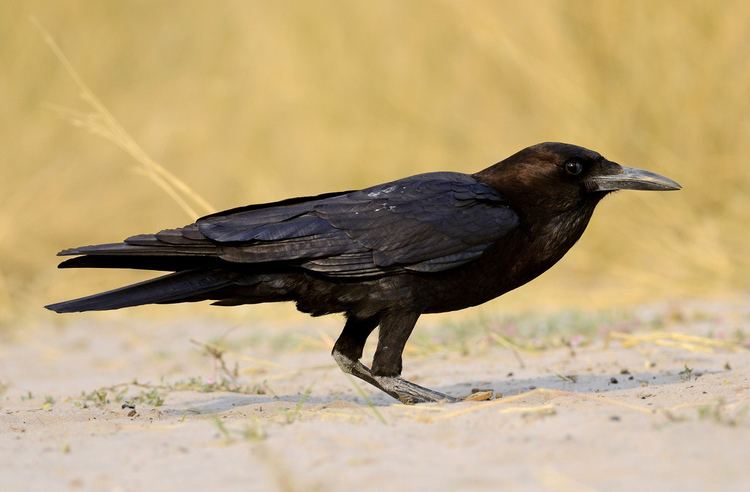 Cape crow Cape Crow Corvus capensis Ian White Flickr